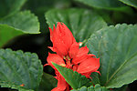 花卉
