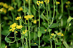 油菜花