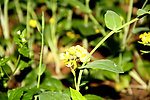 油菜花