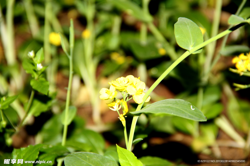 油菜花