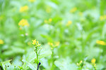 菜花