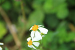 野菊花