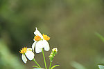 野菊花