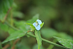 花卉