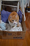 小猫