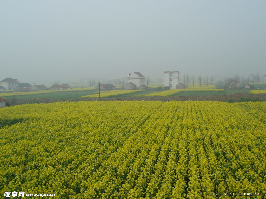 乡村油菜花