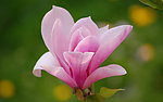 玉兰花