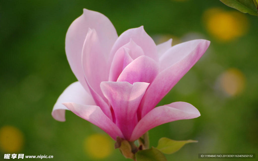 玉兰花