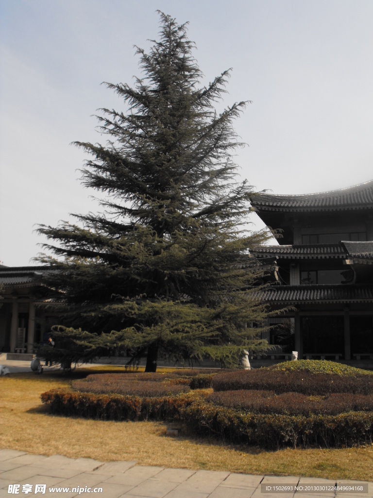 松树
