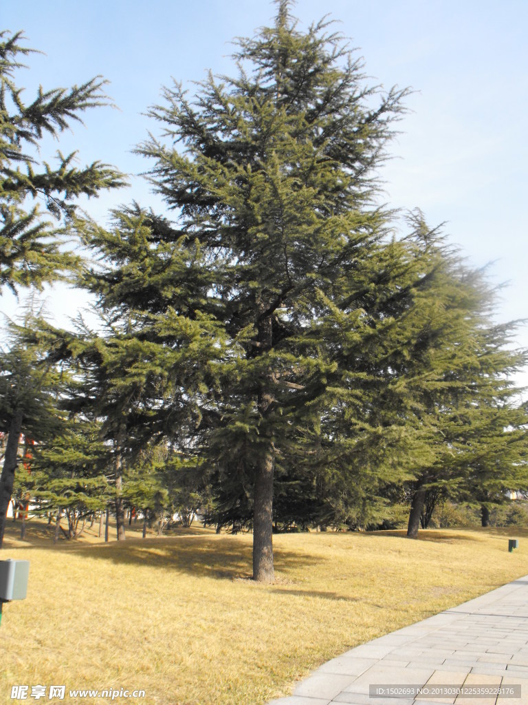 松树