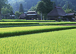 田园