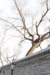 墙和树