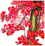 三角花
