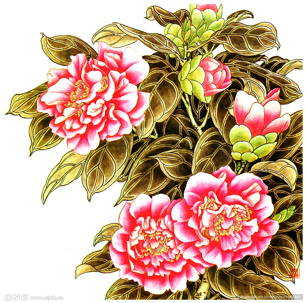 山茶花