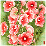 蜀葵