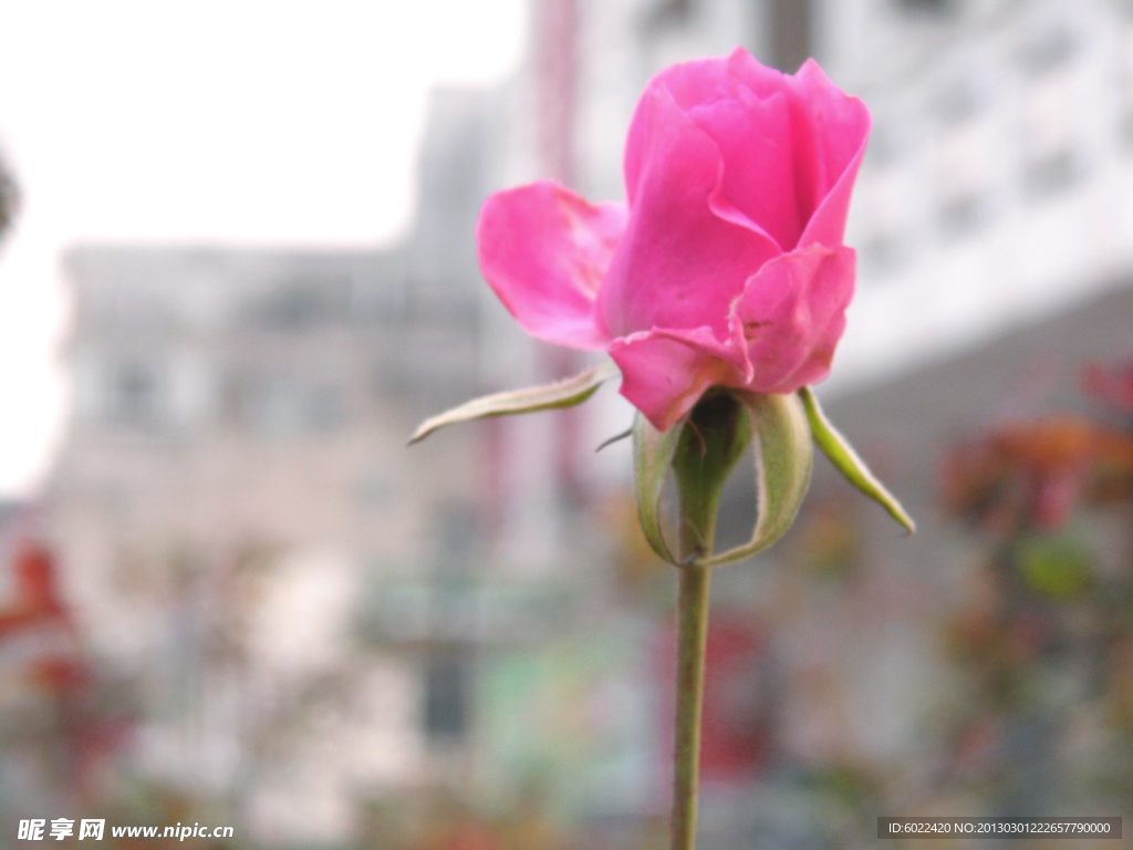 玫瑰花