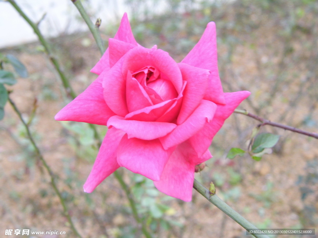 玫瑰花