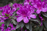 紫色杜鹃花