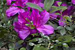 紫色杜鹃花