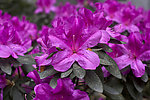 紫色杜鹃花