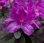 紫色杜鹃花