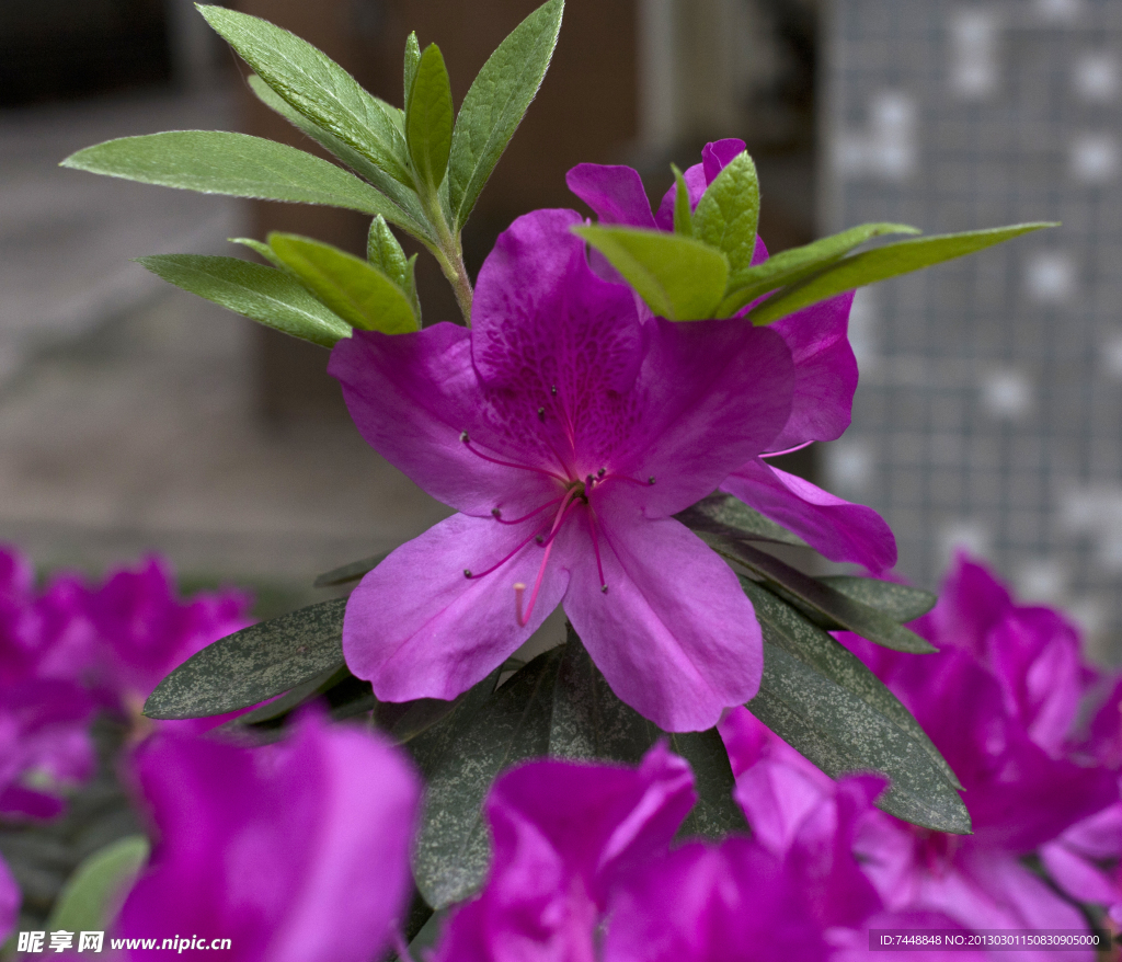 紫色杜鹃花