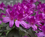 紫色杜鹃花