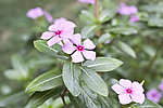 长春花
