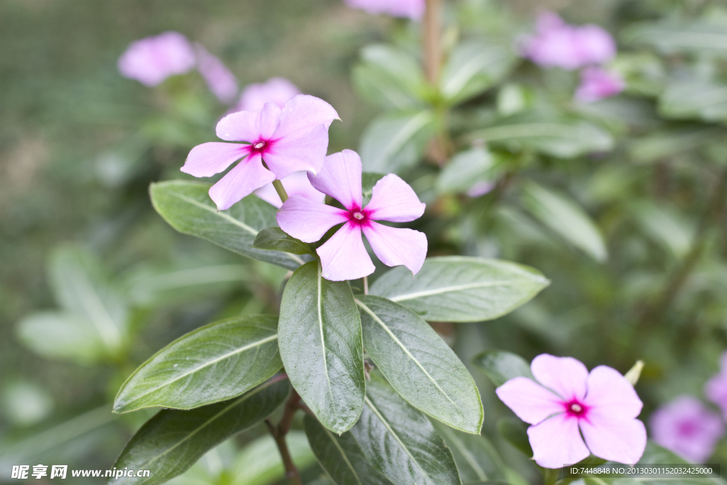 长春花