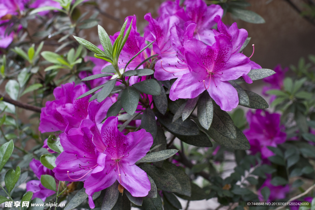 紫色杜鹃花