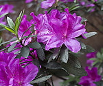 紫色杜鹃花 杜鹃花