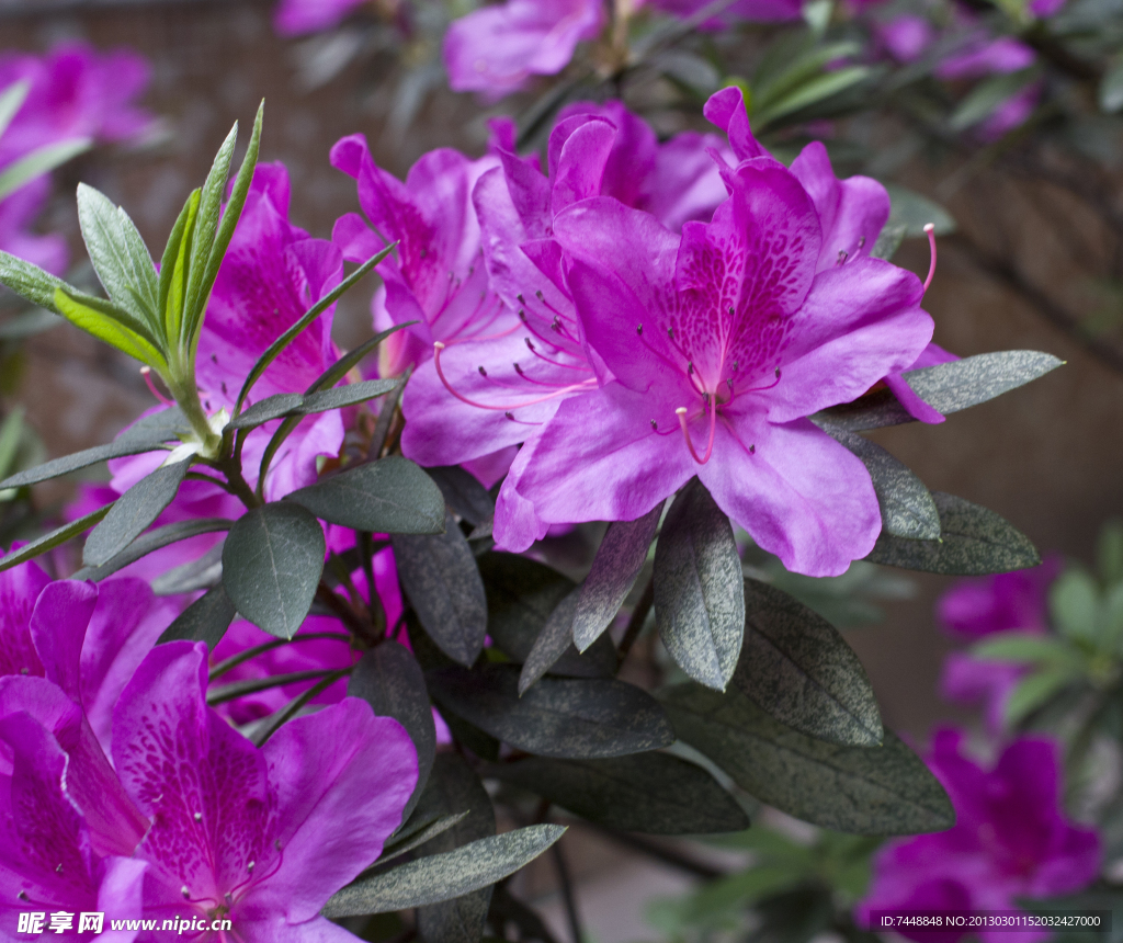 紫色杜鹃花 杜鹃花