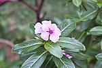 长春花
