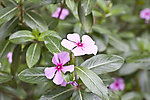 长春花