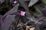 花朵图片