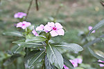 长春花