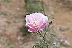 薔薇花图片