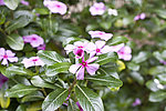 长春花