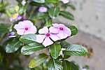 长春花