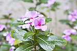 长春花