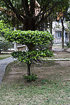小区风景树