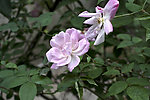 薔薇花图片