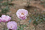 薔薇花图片