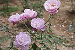 薔薇花图片