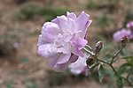 薔薇花图片