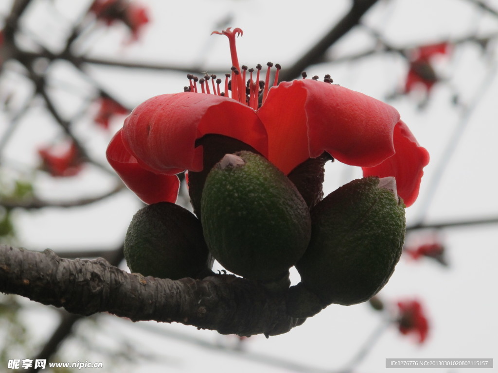 木棉花