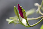 紫荆花花蕾