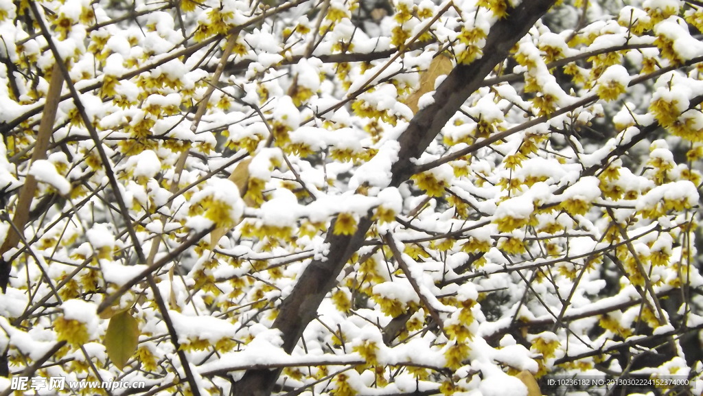 梅花香雪