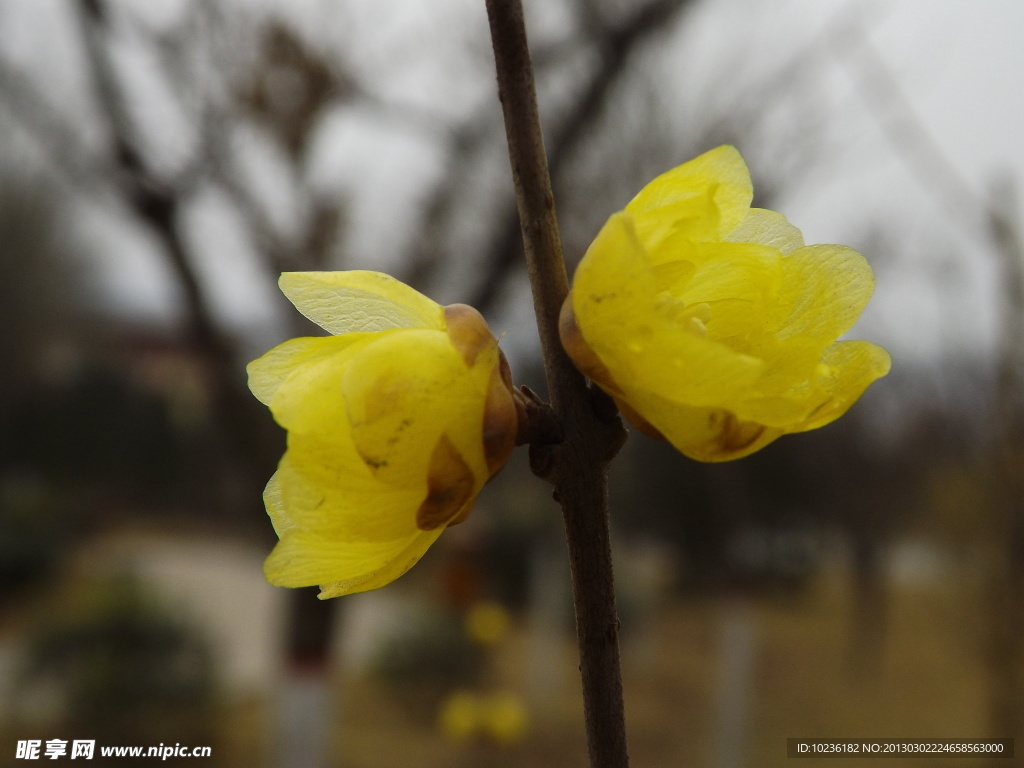 腊梅花