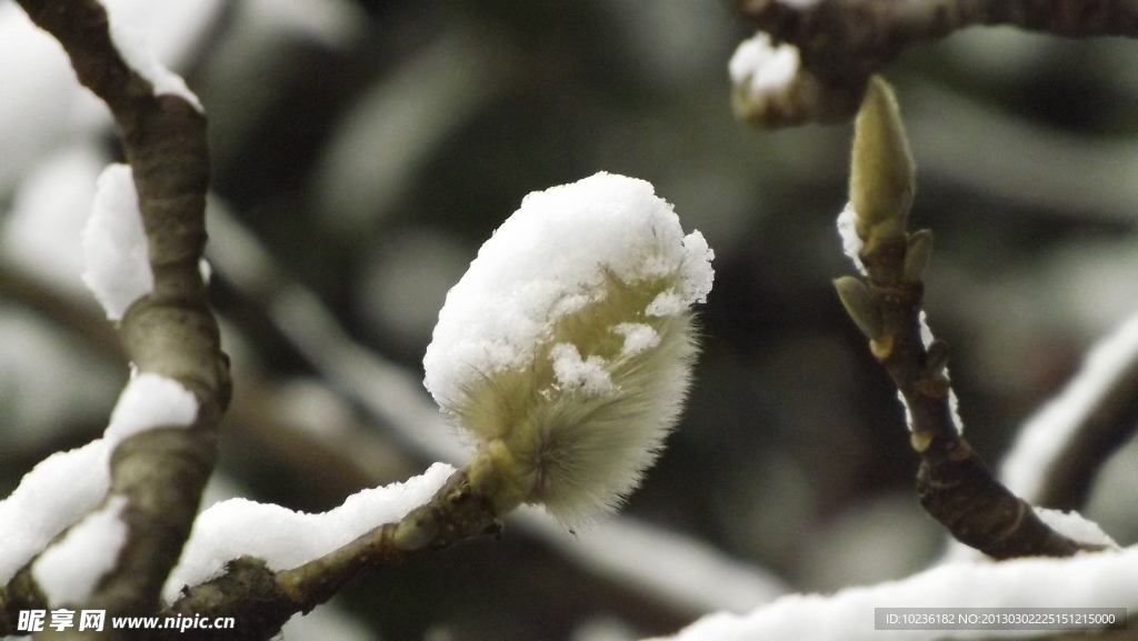 雪与花蕾